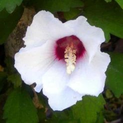 Hibiscus Syriacus Speciosus - Althéa
