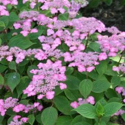 Hortensia - Hydrangea Serrata Avelroz