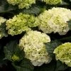 Hortensia - Hydrangea Macrophylla Wudu