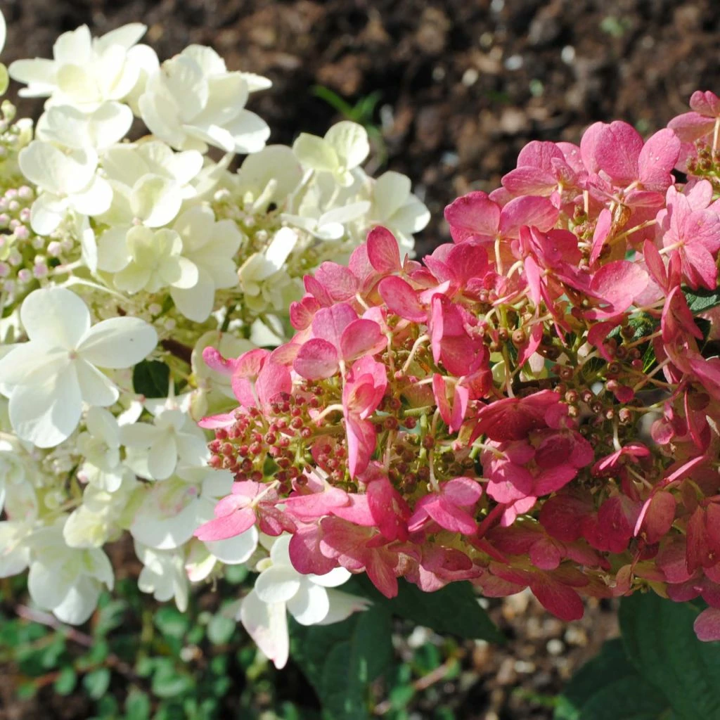 Hydrangea Paniculata Pinky Winky - Hortensia Paniculé