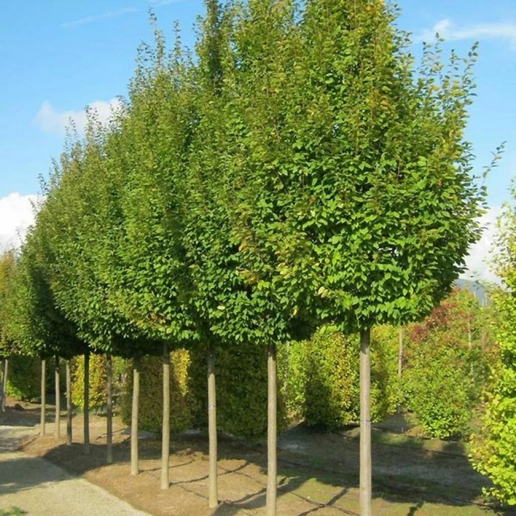 Carpinus Betulus Frans Fontaine - Charme Commun