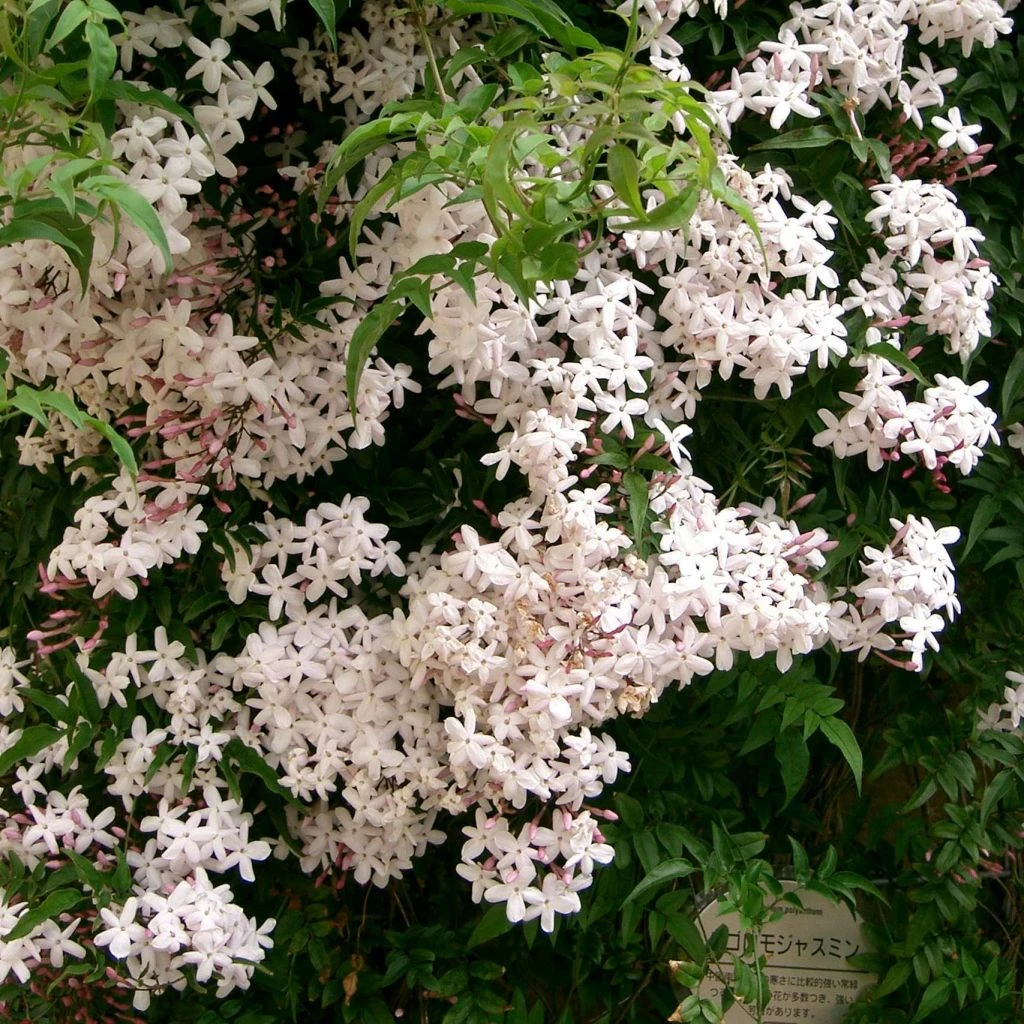 Jasmin - Jasminum Polyanthum