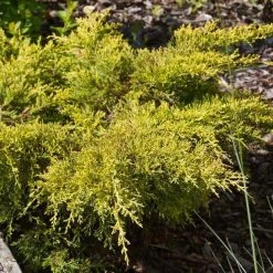 Genévrier - Juniperus Pfitzeriana Goldkissen