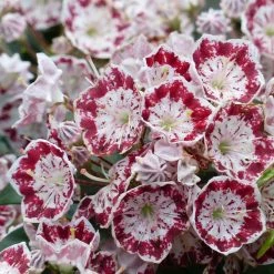 Kalmia Latifolia Minuet - Laurier Des Montagnes