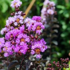 Lagerstroemia Indica Black Diamond Lavender Lace - Lilas Des Indes