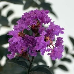 Lagerstroemia Indica Black Solitaire (Black Diamond) Purely Purple - Lilas Des Indes