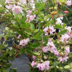 Lagerstroemia Indica Summer Charm Hopi - Lilas Des Indes