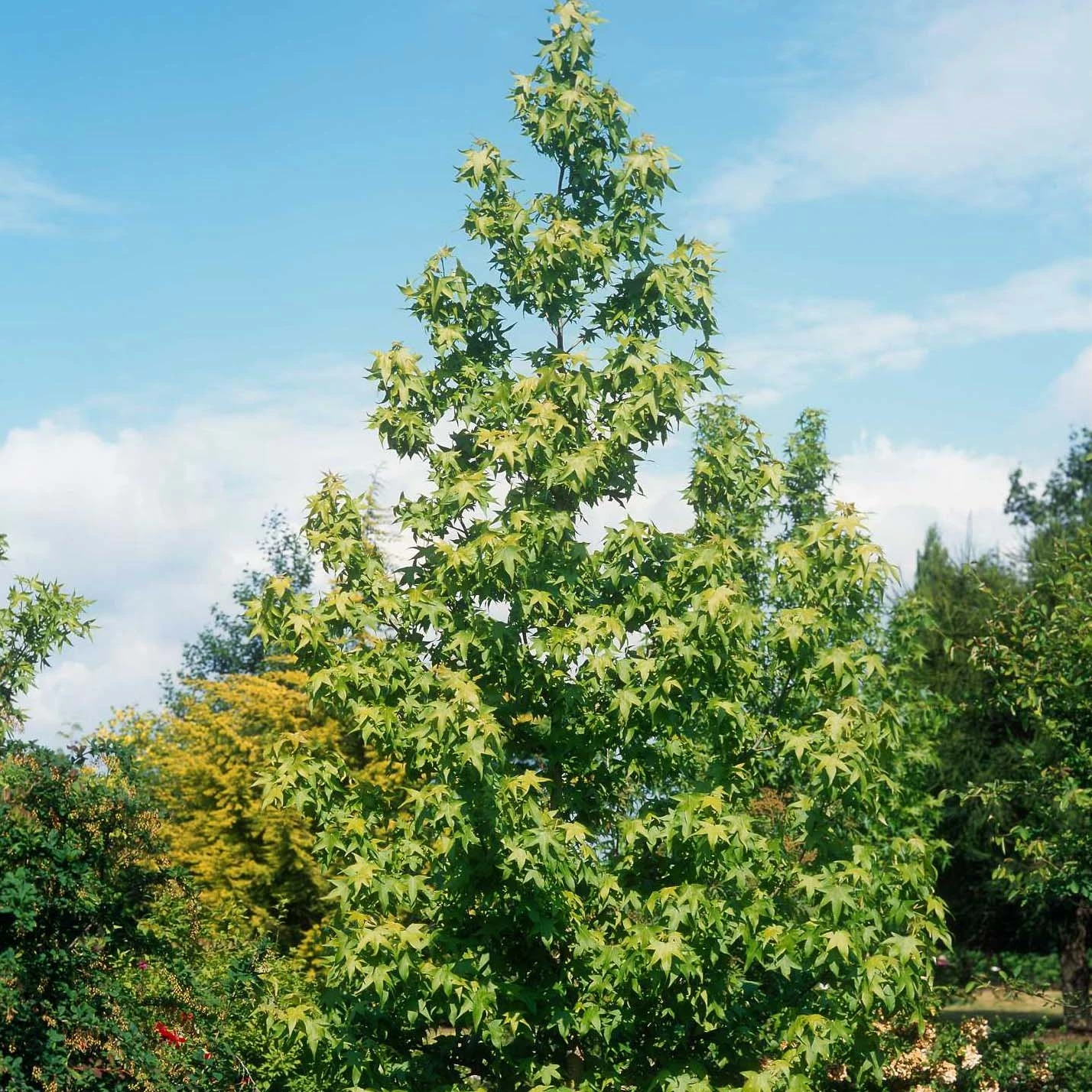 Liquidambar Styraciflua Thea - Copalme D'Amérique