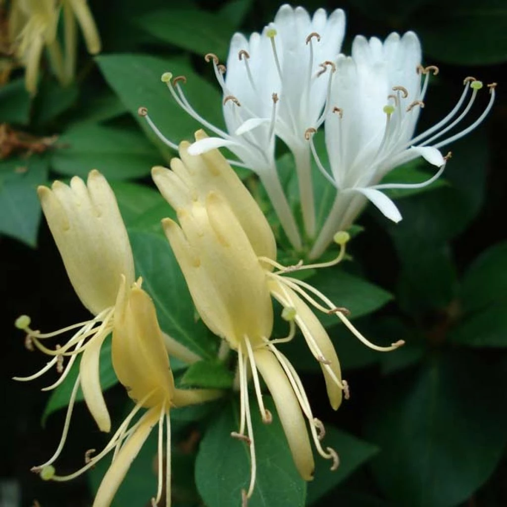 Chèvrefeuille Du Japon Halliana - Lonicera Japonica