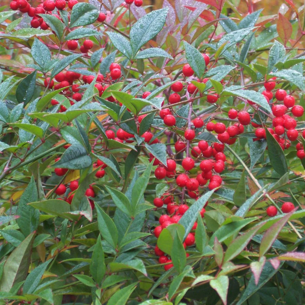 Nandina Domestica - Bambou Sacré