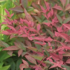 Nandina Obsessed Seika - Bambou Sacré