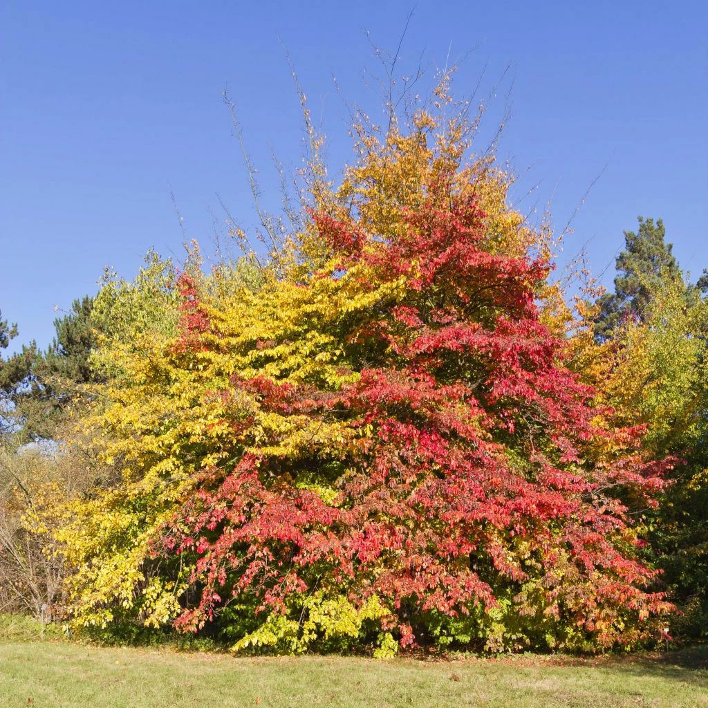 Arbre De Fer - Parrotia Persica