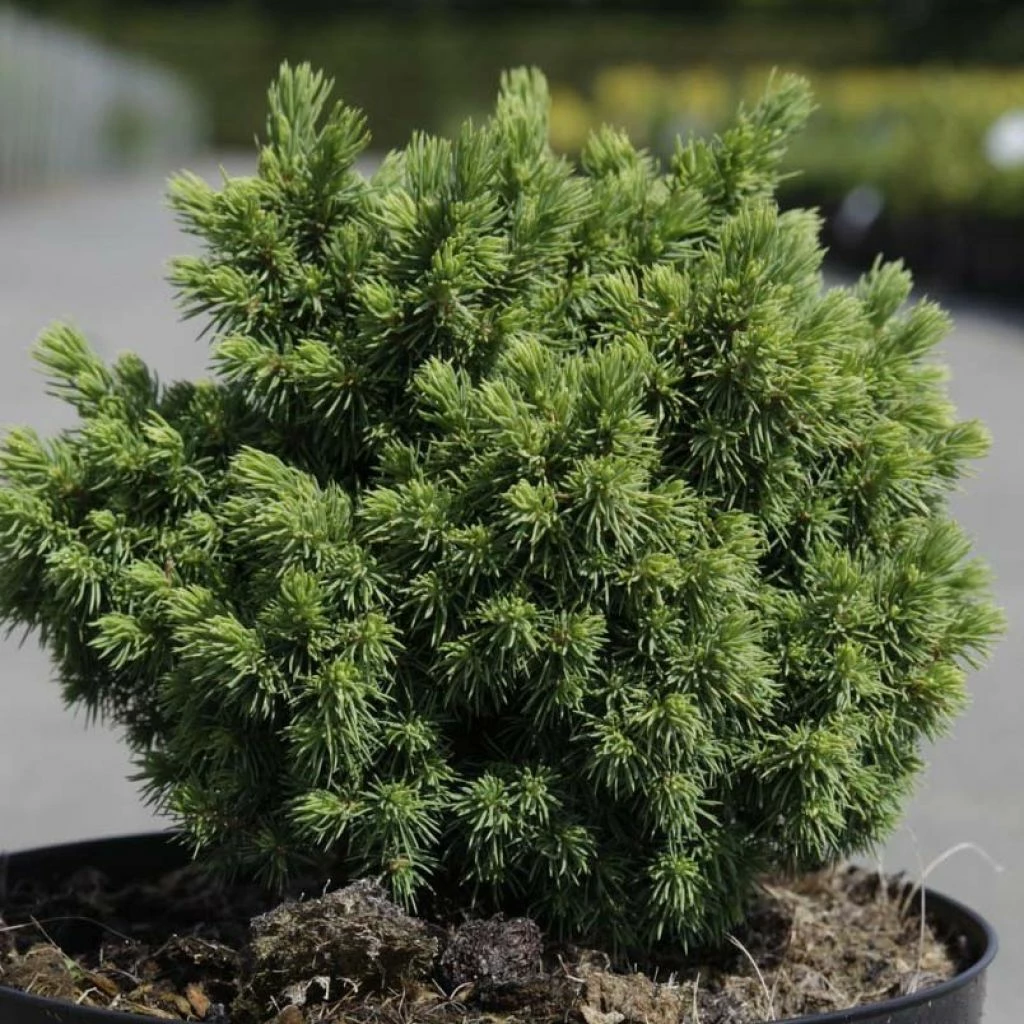Épicéa - Picea Abies Jalako Gold