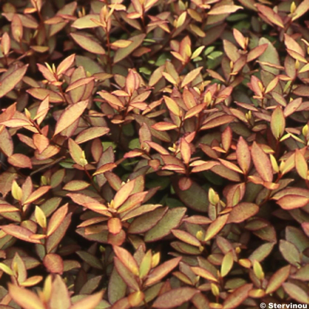 Pseudowintera Colorata - Drimys Colorata