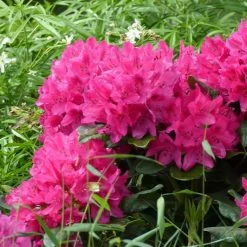 Rhododendron Marie Forte (Madame Fortier) - Grand Rhododendron