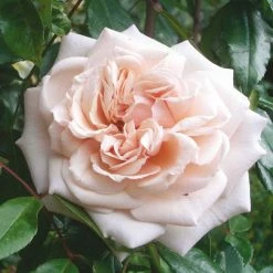 Rosier Grimpant Penny Lane