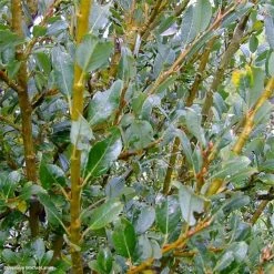 Salix (x) Tetrapla - Saule