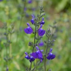 Sauge Arbustive Victoria Blue