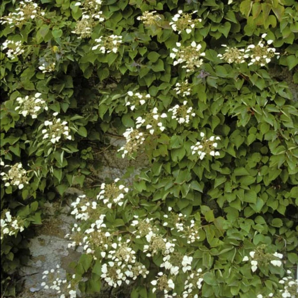 Schizophragma Hydrangeoïdes