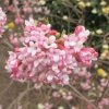 Viorne D'hiver - Viburnum Bodnantense Dawn