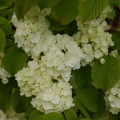 Viorne - Viburnum Plicatum Popcorn