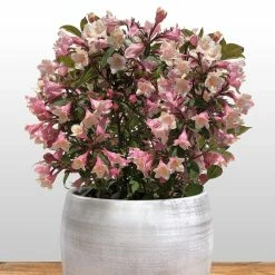 Weigela Florida Vintage Love
