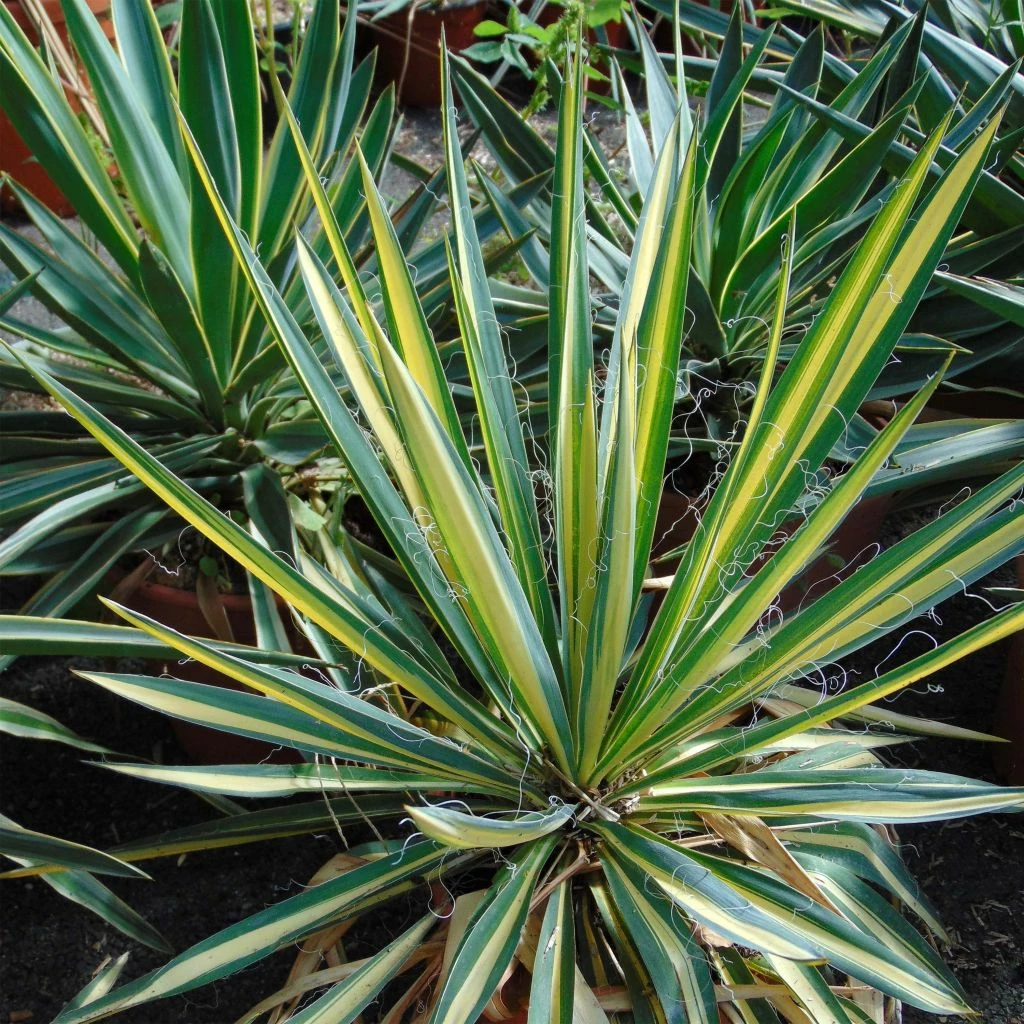 Yucca Bright Star - Yucca Panaché